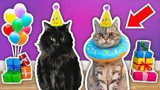 I Threw a BIRTHDAY PARTY For My Elderly CAT!