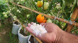 Best fertilizer for tomatoes in pots