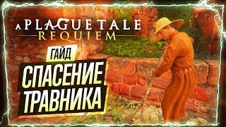 Как спасти травника в A Plague Tale Requiem / Гайд по спасению травника в 3 главе