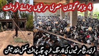 Secrets of Profitable Golden Misri Hen Farming | Avoid These Common Mistakes with Golden Misri Hen