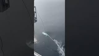 Electric harpooning Bluefin tuna in the east bay off Cape Sable Island Nova Scotia. Pass it along