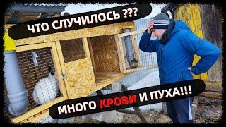 ЗАКРЫЛ ЕЁ В КЛЕТКЕ И УЕХАЛ. УЖАСНО МИЛОЕ ВИДЕО. Наш первый окрол.