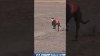 TOFAN Vs EGI BLAST#doglover  #greyhound#dog #ytshorts #shorts #trending #shortfeed #song #viralshort