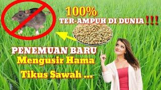 Terbaru  Cara aman mengusir tikus padi sawah yg ampuh dan ramah lingkungan