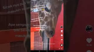 Link Video Belatung Tiktok yang Viral di Tiktok Fyp dan Discover