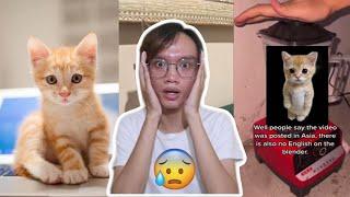 VIRAL TIKTOK!!! VIDEO KUCING DALAM BLENDER........YA ALLAH KASIAN