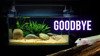 I LOST my FAVOURITE FISH | EP5 NANO RIVER AQUARIUM