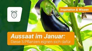 5 Pflanzen, die ihr im Januar aussäen könnt