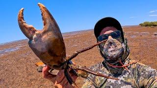 The Most DANGEROUS CRAB in Australia (CATCH and COOK)