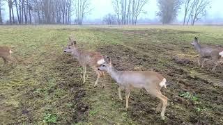 der morgendliche Lauf der Hirsche im Wald