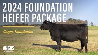 2024 Angus Foundation Heifer Package | Yon Sarah K1233