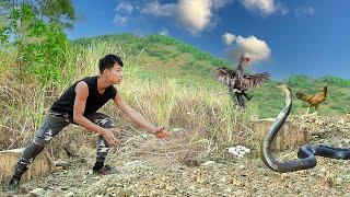 Primitive man rescues wild chicken from vicious poisonous snake