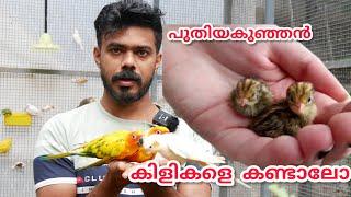 പുതിയ കുഞ്ഞൻ കിളികൾ/പുതിയ മുട്ടകൾ#petflix#youtubevideo