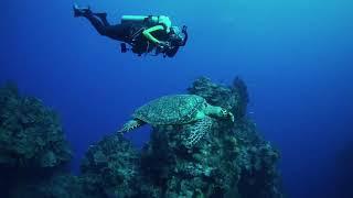 Bob and the Turtle - Ocean Nomads Underwater Photography School