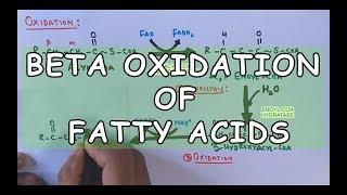 Beta Oxidation of Fatty Acids | Degradation of Saturated Fatty Acids