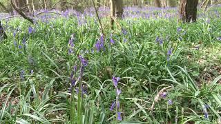 Nature diary - Bluebell woods April 2020