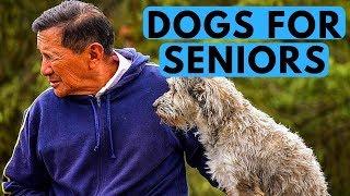 TOP 10 Best Dogs for Seniors