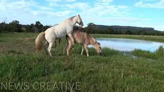 Horse Mating With Romace    Super White Murrah Male Donkey Mating