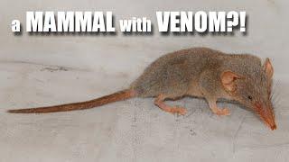 Shrew Facts: a VENOMOUS MAMMAL | Animal Fact Files