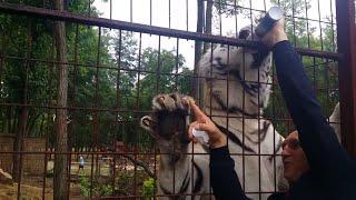 Lion, tiger and man friendship.