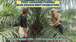 PPKS Yangambi Parindu || Bibit Double Tone