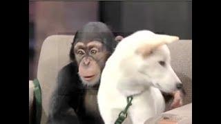 Jack Hanna Collection on Letterman, Part 5 of 11: 1998-1999