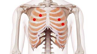 Exploring the Intercostals: Understanding Trigger Point Locations for Better Muscle Health