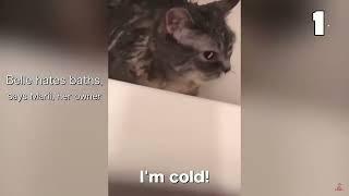 Funny cat "I'm cold"