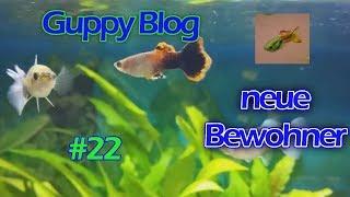 Guppy Blog Folge #22 | 54L neue Bewohner | Guppys vom Aquarium bis Teich 2017