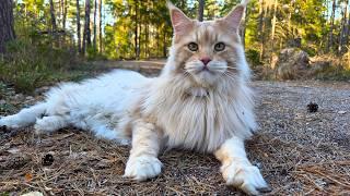 Buster In the Early Spring Forest!