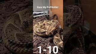 Angry Puff Adder | Rate My Snake