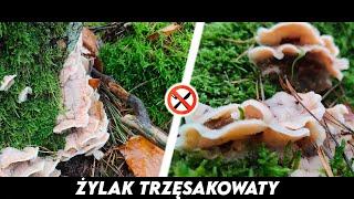 Żylak Trzęsakowaty - Niejadalny, ale dlaczego?