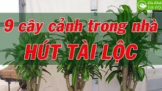 9 cây cảnh trồng trong nhà hút tài lộc