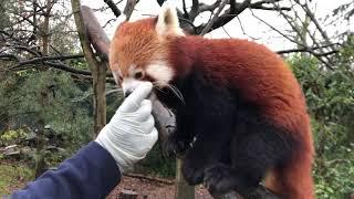  LIVE VIRTUAL ZOO DAY: Breakfast with Koda the red panda! 