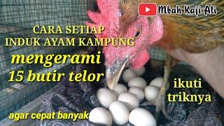 TRIK DAN CARA AGAR SETIAP INDUK AYAM KAMPUNG MENGERAMI 15 BUTIR TELOR