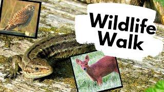 Common Lizards and the wildlife of RSPB Strumpshaw fen, Norfolk