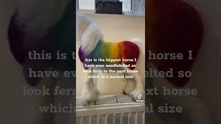 #needelfelting #unicorn #gay #horse #rainbow #art #creative #christmas #gypsy #gypsyvanner #artdolls