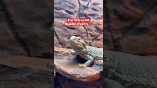 Let’s celebrate #WorldLizardDay by learning about one of our favorite reptiles — the bearded dragon