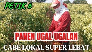 LIVE  PANEN UGAL UGALAN KE 6 SUPER LEBAT