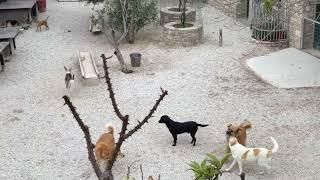 It’s Cold Again and the Dogs are Active - Takis Shelter