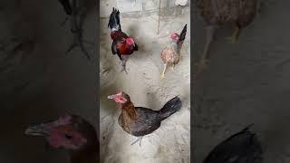 Masukan ayam ak47 ke kandang breeding,langsung mau kawin duduk #529 #KOOKIKO