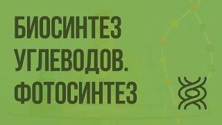 Биосинтез углеводов. Фотосинтез. Видеоурок по биологии 9 класс