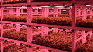 Wild plants as biofactories. Vertical Farming