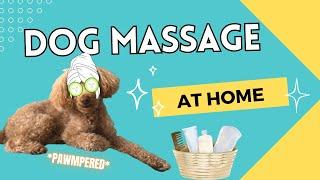 How To Give Your Dog A Massage | Doggy Spaw For Relaxation & Anxiety!