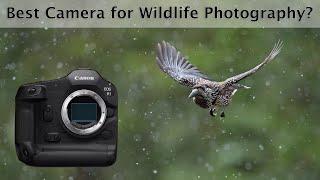 Canon EOS R1 - Review for wildlife photography