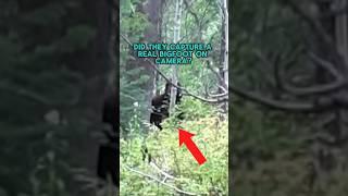 BIGFOOT Caught While Hunting In The FOREST!