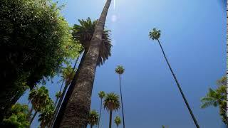 beverly hills street with palm trees