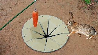 Building Creative Hole Rabbit Trap
