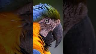 Most Colorful Birds Documentary 8K - Ep.2