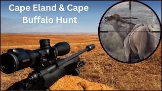 Chasing Cape Buffalo and Cape Eland: Thrilling Hunt
